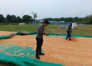 Dukung Ketahanan Pangan, Polsek Bancar Monitoring Proses Pasca-Panen Jagung di Desa Tergambang