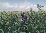 Anggota Bhabinkamtibmas Polsek Jenu Polres Tuban Turun ke Ladang, sambang lahan pertanian.
