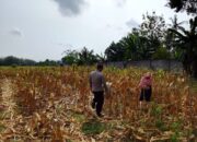 Polri Dukung Astacita, Polsek Semanding Polres Tuban Turun Cek Tanaman jagung milik Warga di Desa Ngino