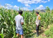 PANTAU LAHAN JAGUNG WARGA, DORONG PEMANFAATAN PEKARANGAN UNTUK PERKUAT KETAHANAN PANGAN