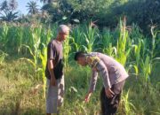 Dampingi Petani di Buin Baru, Bhabinkamtibmas Desa Buin Baru Tinjau Ketahanan Pangan Lokal