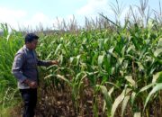 Polsek Grabagan polres Tuban Polda Jawa Timur Dukung Penuh Swasembada Pangan Presiden Prabowo Melalui Pendampingan Petani