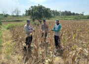 Dukung Ketahanan Pangan, Personel Polsek Bancar Monitoring Panen Jagung di Desa Cingklung
