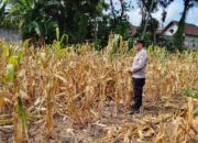 Polri Dukung Astacita, Polsek Semanding Polres Tuban Turun Cek Tanaman jagung milik Warga di Desa Ngino