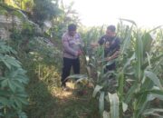 Anggota Bhabinkamtibmas Polsek Jenu Polres Tuban Turun ke Ladang, sambang lahan pertanian.