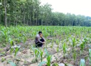 Bhabinkamtimas Desa Sendang Polsek Senori Polres Tuban Monitoring Tanaman Jagung Warga Binaan Dukung Program Ketahanan Pangan