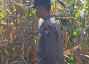 Dukung Astacita Presiden, Bhabinkamtibmas Polsek Widang Monitoring Pertumbuhan Tanaman Jagung