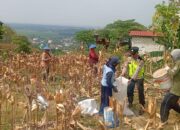 Polri Dukung Astacita, Polsek Rengel Polres Tuban Turun Cek Tanaman Jagung Warga di Desa Punggulrejo