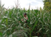 Polres Tuban Dukung Ketahanan Pangan Nasional, Polsek Kenduruan Cek Langsung Lahan Jagung Warga