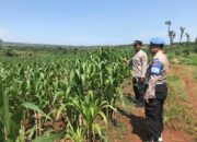 Polri Dukung Astacita, Polsek Merakurak Polres Tuban Turun Cek Tanaman Jagung Warga di Desa Tuwiri Kulon