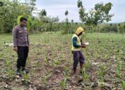 Dalam rangka mendukung Program ASTACITA, Bhabinkamtibmas Desa Pacing Polsek Parengan Polres Tuban sambang petani jagung di Desa Pacing Kec. Parengan