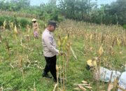 Polsek Bangilan Monitoring Tanaman Jagung di Desa Banjarworo sebagai Wujud Dukungan Ketahanan Pangan