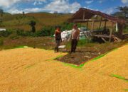 Bhabinkamtibmas Desa Jala Pantau Penjemuran Jagung, Dorong Ketahanan Pangan dan Kesejahteraan Petani
