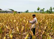 Polri Dukung Astacita, Polsek Merakurak Polres Tuban Turun Cek Tanaman Jagung Warga di Desa Tuwiri Kulon