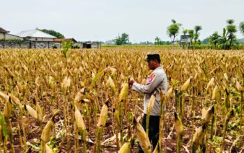 Polri Dukung Astacita, Polsek Merakurak Polres Tuban Turun Cek Tanaman Jagung Warga di Desa Tuwiri Kulon