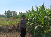Dukung Astacita, Polsek Jatirogo Polres Tuban Pantau Langsung Lahan Jagung Warga Desa Jatiklabang