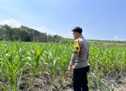 Dalam rangka Dukung Program Astacita, Bhabinkamtibmas Desa Cengkong Polsek Parengan Polres Tuban cek lokasi Tanaman Jagung milik petani di Desa Cengkong Kec. Parengan Kab. Tuban