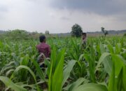 Polri Dukung Astacita, Polsek Grabagan Polres Tuban Turun Cek Tanaman jagung milik Warga di Desa Grabagan