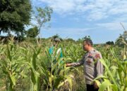 Bripka Nasri Anggota Polsek Bancar Polres Tuban Melaksanakan Monitoring Tanaman Jagung di Desa Tlogoagung