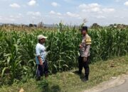 Bhabinkamtibmas Desa Jatisari Polsek Senori Gencar Monitoring Tanaman Jagung Warga Desa Binaan