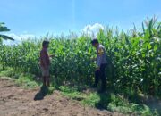 Bhabinkamtibmas Polsek Kempo Dampingi Petani Jagung, Dukung Ketahanan Pangan Nasional Menuju Indonesia Emas