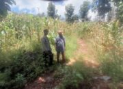 Bhabinkamtibmas Polsek Pekat Lakukan Pemantauan Lahan Jagung Warga, Dukung Ketahanan Pangan Nasional