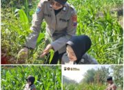 Polsek Soko polres Tuban Polda Jawa Timur Bergerak! Dukung Penuh Swasembada Pangan Presiden Prabowo Melalui Pendampingan Petani