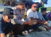 Jaga Kelestarian Ekosistem Laut, Bhabinkamtibmas Ikut Pelepasan Tukik di Pantai Mawil