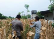Bripda Dodi Eko, turun langsung ke sawah untuk melaksanakan panen jagung bersama warga di Desa Sumberan, Kecamatan Bancar, Kabupaten Tuban.