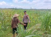 Bhabinkamtibmas Desa Leran Polsek Senori Polres Tuban Dampingi Warga, Pantau Tanaman Jagung Dukung Ketahanan Pangan Nasional ‎