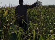 Bhabinkamtibmas Polsek Widang Monitoring Pertumbuhan Tanaman Jagung