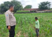 Polsek Plumpang Polres Tuban Turun Langsung Cek Tanaman Jagung Warga