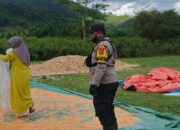 Pantau Masa Panen, Bhabinkamtibmas Desa Sebeok Pastikan Kelancaran Hasil Pertanian Jagung Warga