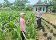 Manfaatkan Pekarangan, Petani Tanam Cabai Gunakan Polibag Dukung Program Asta Cita