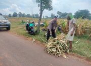 Polri Dukung Astacita, Polsek Palang Polres Tuban jagung milik Warga di Desa Tegalbang
