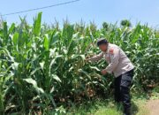 Bhabinkamtibmas Desa Sumurgung Monitoring Lahan Jagung Warga Dukung Ketahanan Pangan