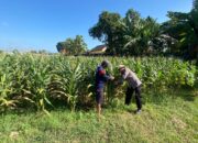 Polri Dukung Astacita, Polsek Jenu Polres Tuban jagung milik Warga di Desa Kaliuntu