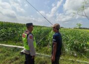 Polri Dukung Astacita, Polsek Rengel Polres Tuban Turun Cek Tanaman Padi Warga di Desa Pekuwon