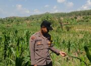 Dalam rangka mendukung Program ASTACITA, Bhabinkamtibmas Desa Pacing Polsek Parengan Polres Tuban sambang lokasi tanaman jagung di Desa Pacing Kec. Parengan