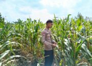 Polsek Singgahan Polres Tuban Turun Cek Tanaman jagung Warga di Desa Mulyorejo