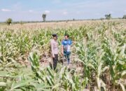 Polsek Tambakboyo Polres Tuban Turun Cek Tanaman jagung Warga di Desa Plajan