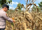 Polsek Montong Polres Tuban Turun Cek Tanaman jagung Warga di Desa Talun