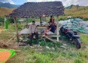 BHABINKAMTIBMAS DESA JALA PANTAU PENJEMURAN HASIL PANEN JAGUNG, DORONG PETANI DUKUNG KETAHANAN PANGAN