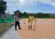 Pemantauan Penjemuran Jagung, Bhabinkamtibmas Mbuju Motivasi Petani Tingkatkan Produktivitas
