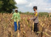 Monitoring Tanaman Jagung Warga di Desa Binaan, Bhabinkamtibmas Desa Wanglukulon Polsek Senori Polres Tuban Dukung Ketahanan Pangan