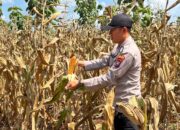 Polsek Montong Polres Tuban Turun Cek Tanaman jagung Warga di Desa Talangkembar