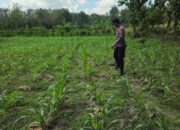 POLSEK BANGILAN AKTIF MONITORING KETAHANAN PANGAN TANAMAN JAGUNG