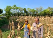 Bripka Nasri Monitoring Hasil Panen Jagung Warga Desa Tenggerkulon Kec. Bancar Kab. Tuban