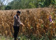 Polri Dukung Astacita, Bhabinkamtibmas Desa Pacing Polsek Parengan Polres Tuban Cek Lokasi Tanaman Jagung milik petani Di Desa Pacing Kec. Parengan