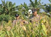 Dukung dan Sukseskan Astacita, Polsek Widang Patroli Kawasan Lahan Pertanian Jagung